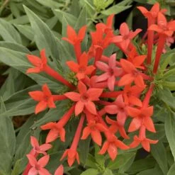Estrellita- Little Starā¢- Firecracker Bush - Bouvardia - Proven Winners - 4" Pot