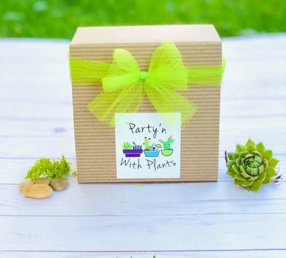 Succulent Terrarium Kit, Glass Terrarium, Cactus Plant Kit, Succulent Gift Box, DIY Plant Kit, Plant Lover Gift - Image 2