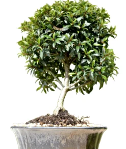 Brush Cherry Indoor Bonsai Tree Large