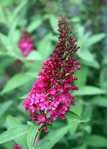 Buddleia X Miss Molly Butterfly Bush - Sangria Red -Proven Winners- 4" Pot - Image 2