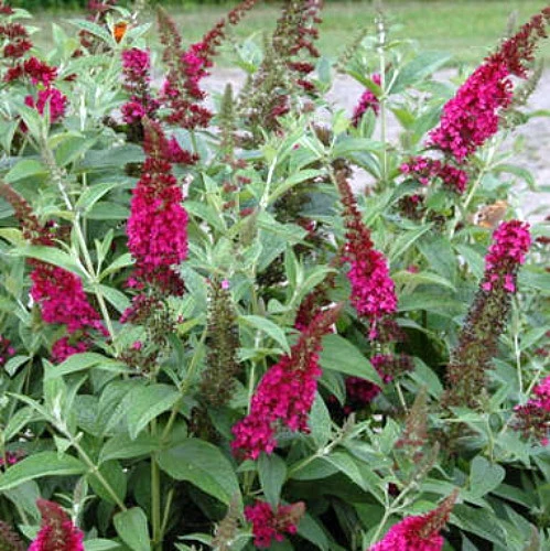 Buddleia X Miss Molly Butterfly Bush - Sangria Red -Proven Winners- 4" Pot - Image 4