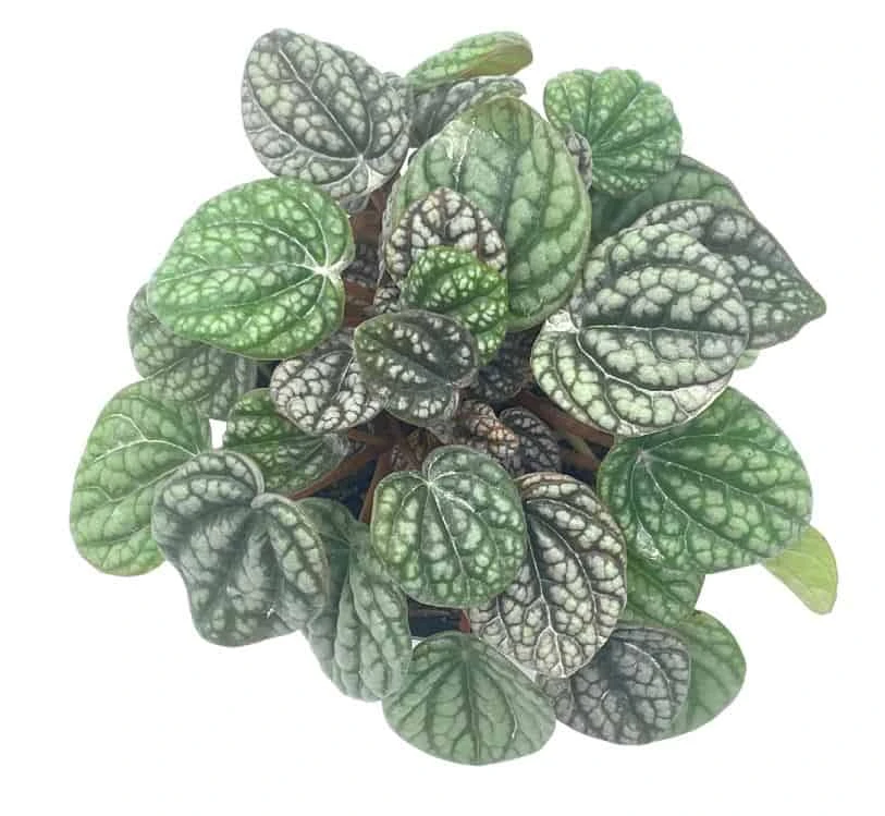 Peperomia Burbella, 4 Inch, Rare Caperata Pep, Radiator Plant, Indoor Houseplant - Image 2