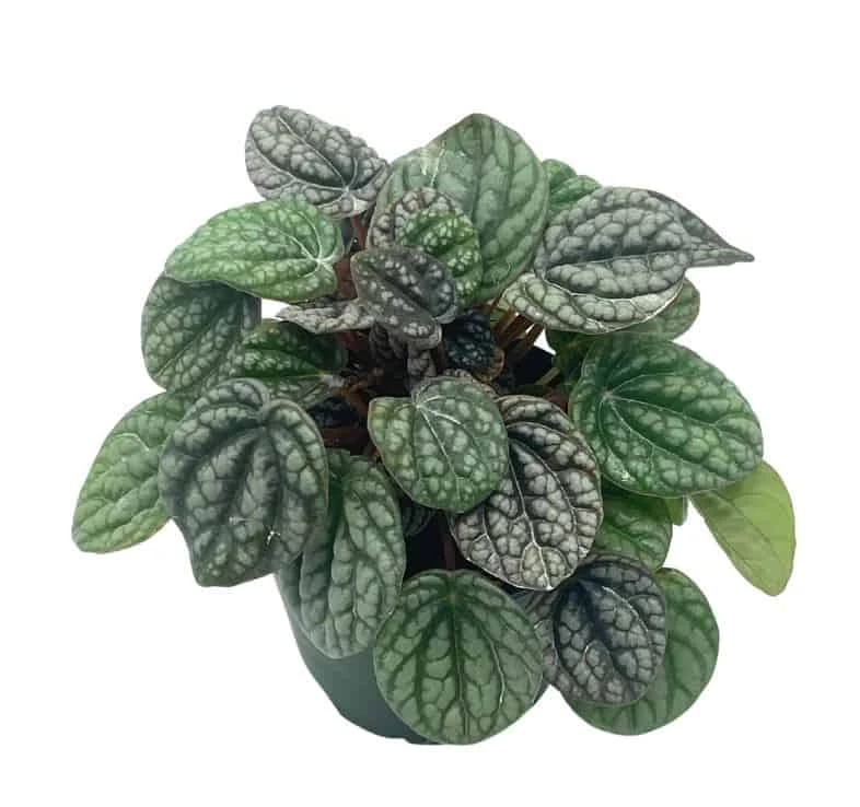 Peperomia Burbella, 4 Inch, Rare Caperata Pep, Radiator Plant, Indoor Houseplant - Image 3