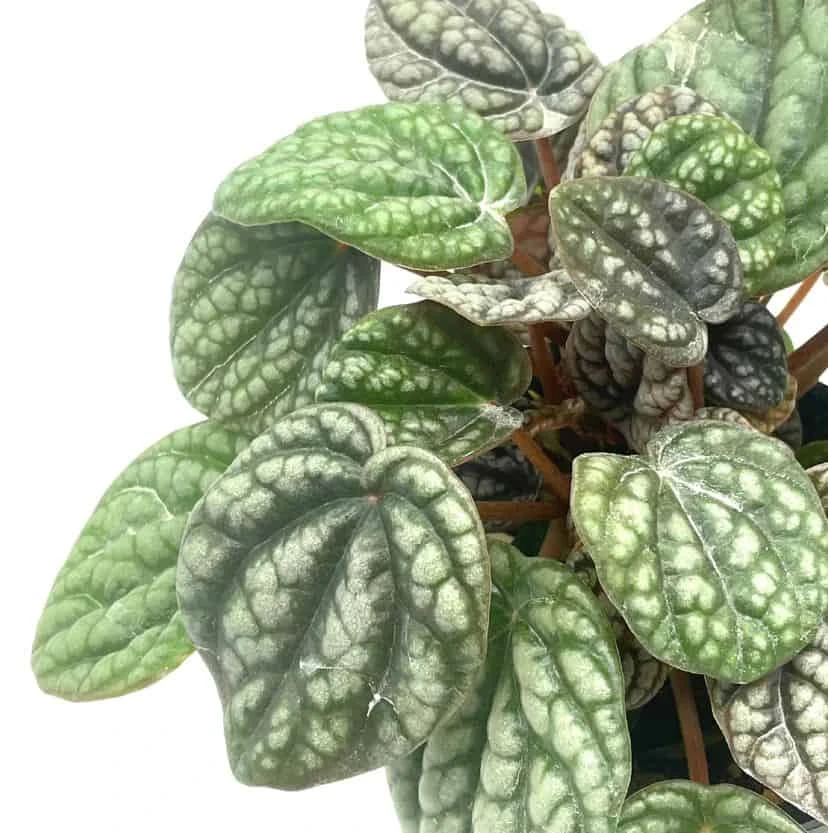 Peperomia Burbella, 4 Inch, Rare Caperata Pep, Radiator Plant, Indoor Houseplant - Image 4