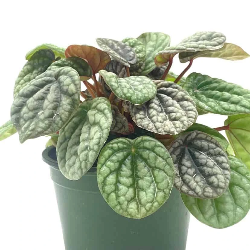 Peperomia Burbella, 4 Inch, Rare Caperata Pep, Radiator Plant, Indoor Houseplant - Image 5