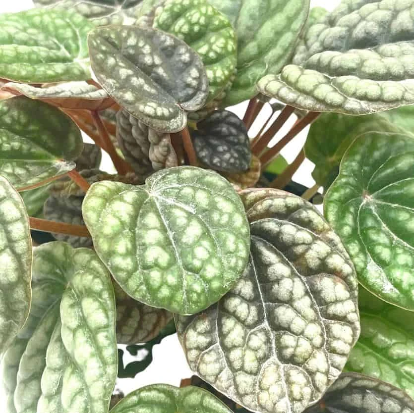 Peperomia Burbella, 4 Inch, Rare Caperata Pep, Radiator Plant, Indoor Houseplant - Image 6