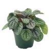 Peperomia Burbella, 4 Inch, Rare Caperata Pep, Radiator Plant, Indoor Houseplant