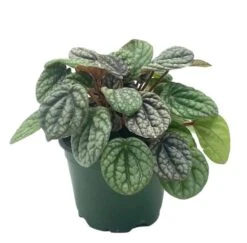 Peperomia Burbella, 4 Inch, Rare Caperata Pep, Radiator Plant, Indoor Houseplant