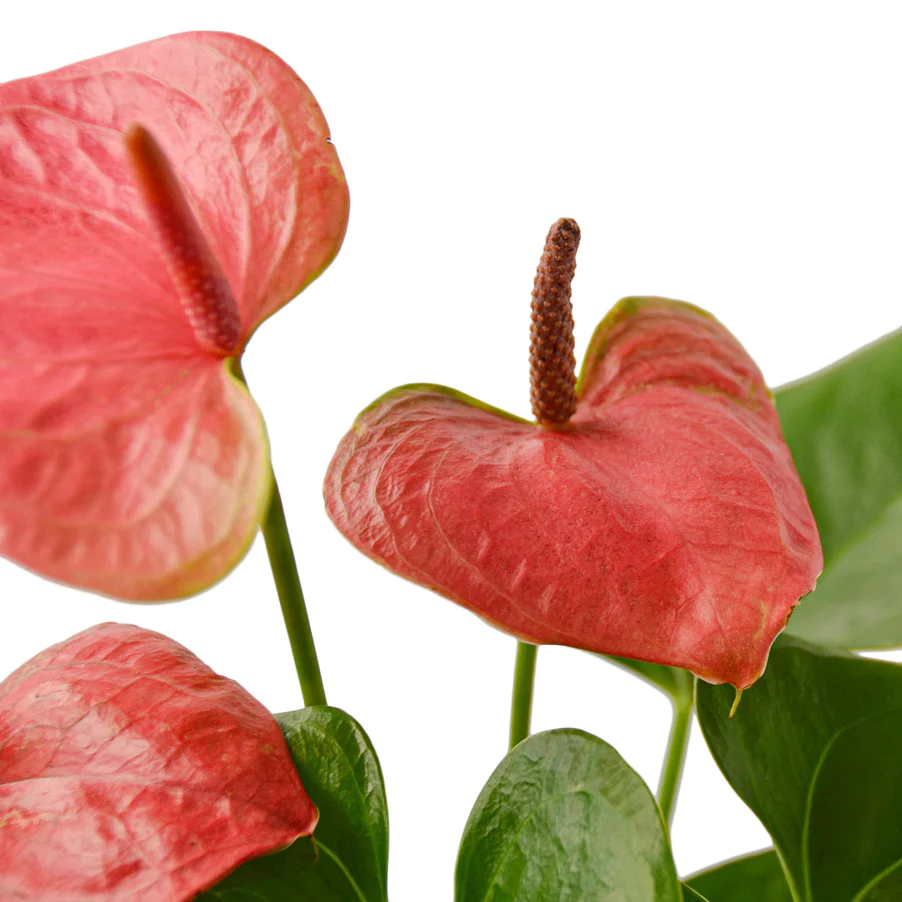 Anthurium Pink | Anthurium Andraeanum | Flowering Houseplant - Image 2
