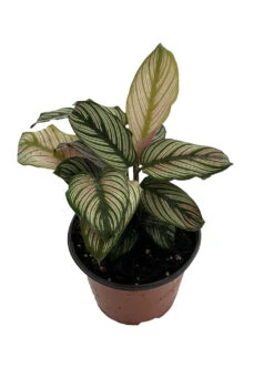 Rare White Star Peacock Plant - Calathea - Easy House Plant - 6" Pot