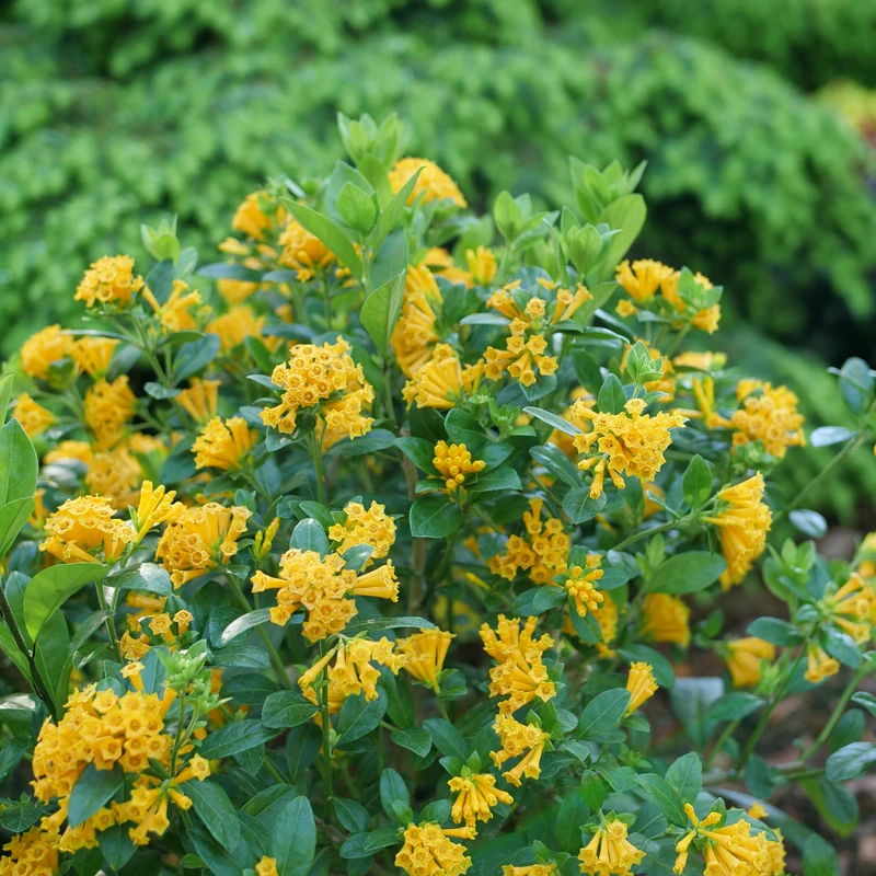 Juiced™ Orange Jessamine - Cestrum Corymbosum - Proven Winners - 4" Pot - Image 3