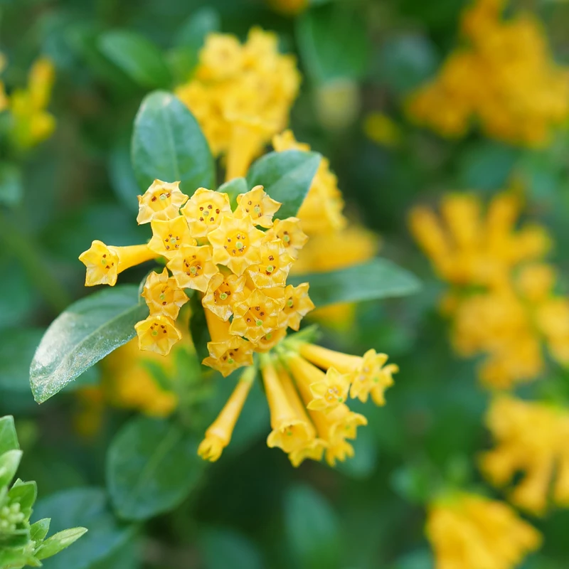 Juiced™ Orange Jessamine - Cestrum Corymbosum - Proven Winners - 4" Pot