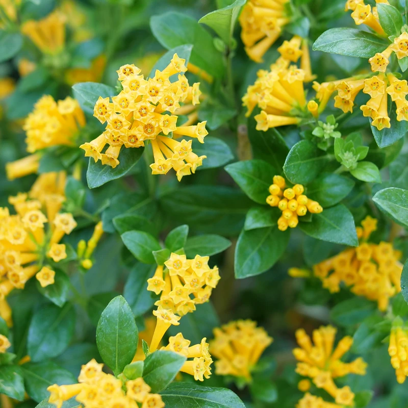 Juiced™ Orange Jessamine - Cestrum Corymbosum - Proven Winners - 4" Pot - Image 4