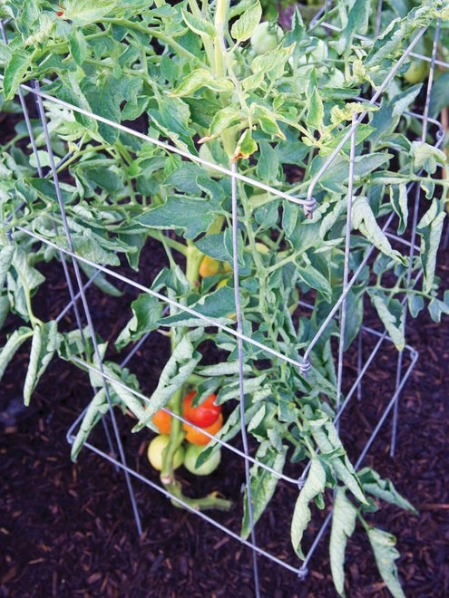 Tomato Cage, Pro Series Silver - Image 2