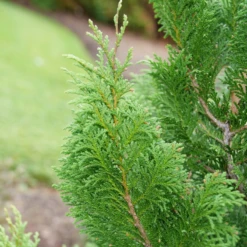 CEDAR RAPIDS™ False Cypress -Chamaecyparis Pisifera - Proven Winners - 4" Pot