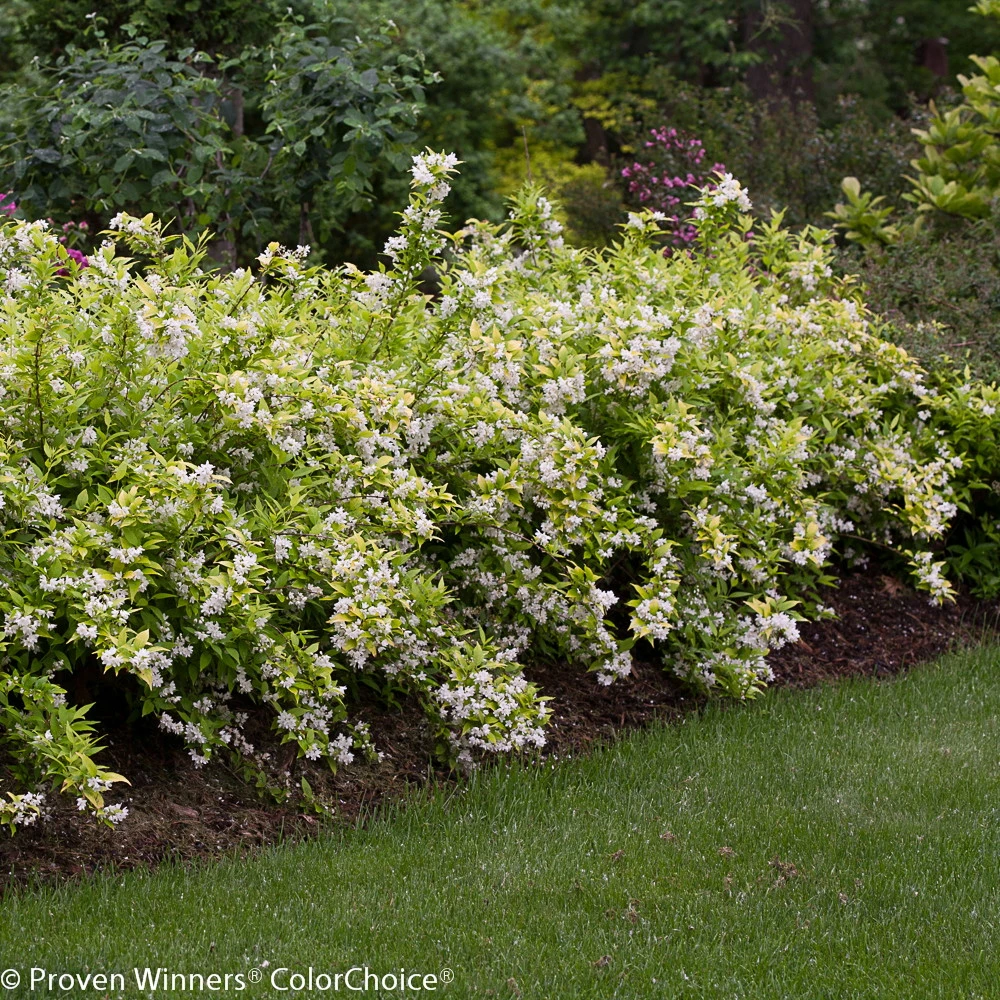 Chardonnay Pearls® Deutzia Gracilis 'Duncan' - 4" Pot - Proven Winners - Image 2
