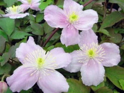 Montana Mayleen Clematis - Very Fragrant - 2.5" Pot