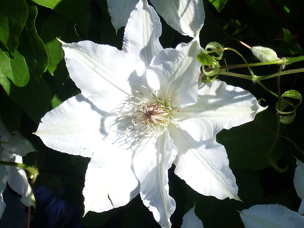 Gillian Blades Clematis - Hint Of Blue To Pure White - 2.5" Pot - Image 3