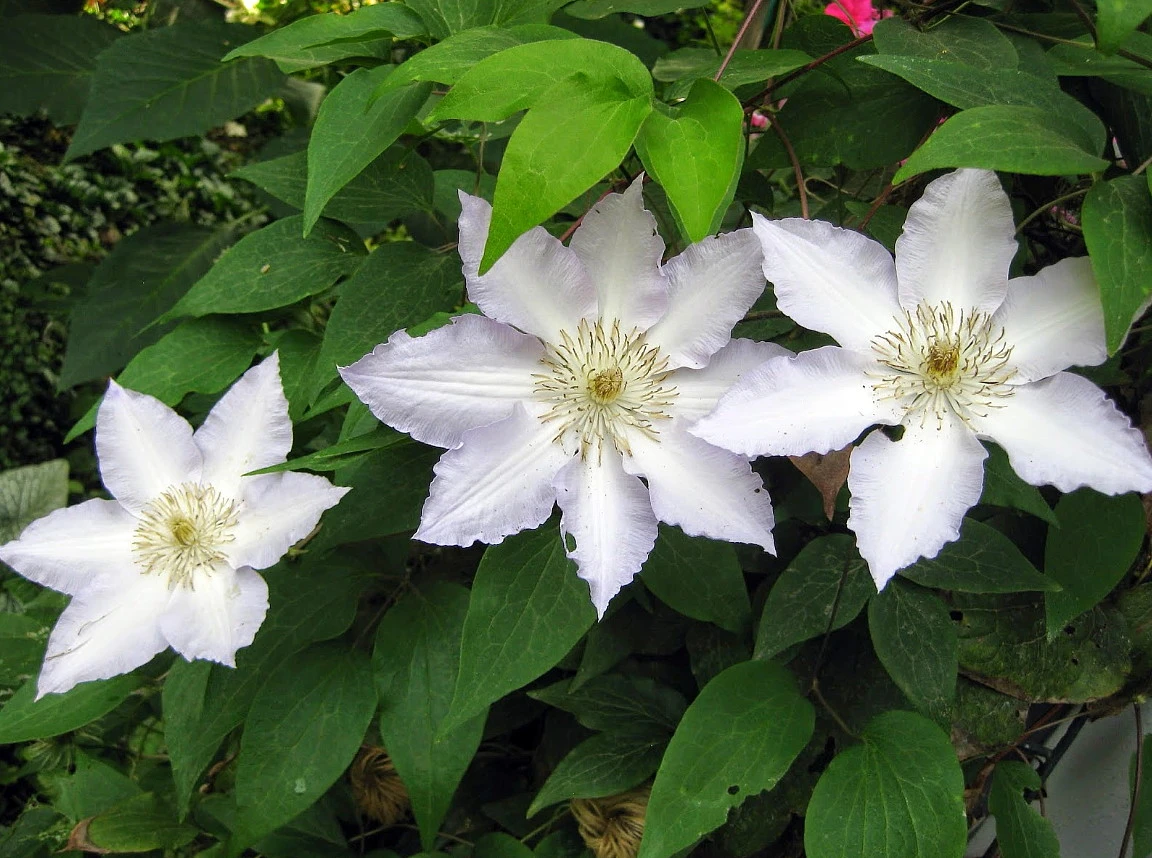 Gillian Blades Clematis - Hint Of Blue To Pure White - 2.5" Pot - Image 2