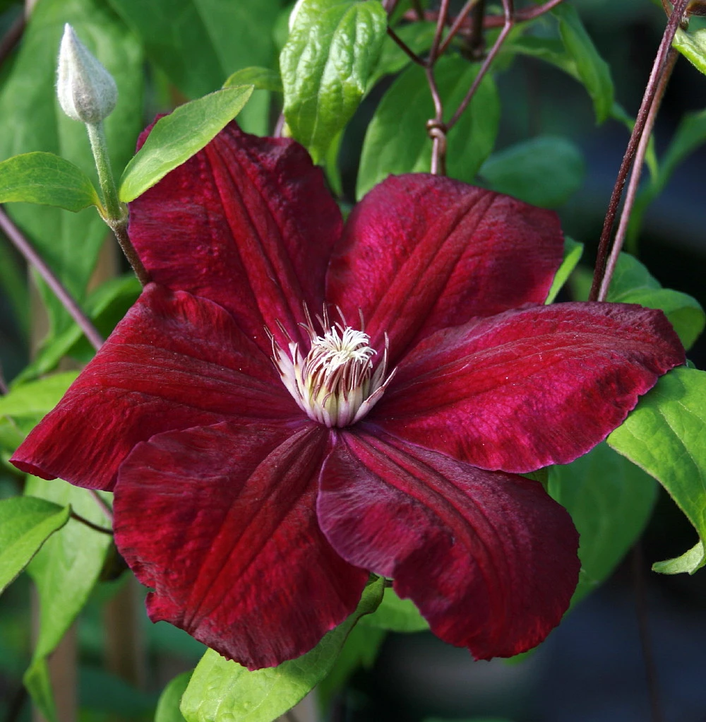 Red/Rouge Cardinal Clematis Vine - Velvety Crimson Flowers - 2.5" Pot