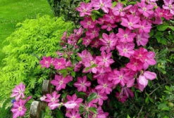 Sprinkles Clematis - Rosy Lavender With Soft White Bars - 2.5" Pot