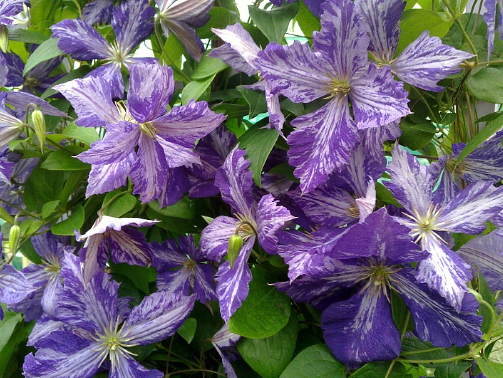 Tie Dye Clematis - Large 6" Flowers - Dark Purple/Silver Streaks - 2.5" Pot - Image 2