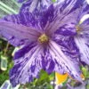 Tie Dye Clematis - Large 6" Flowers - Dark Purple/Silver Streaks - 2.5" Pot
