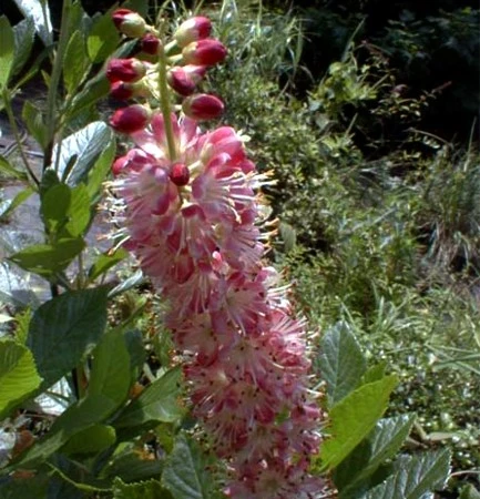 Ruby Spice Summersweet - Clethra Alnifolia - Fragrant! - 4" Pot - Image 3