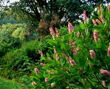 Ruby Spice Summersweet - Clethra Alnifolia - Fragrant! - 4" Pot - Image 2