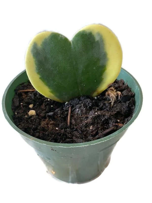 Hoya Sweetheart Variegated Plant Also Know As Hoya Kerrii In A 4 Inch Pot! Non Toxic For Your 4 Legged Pets!