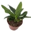 Rare Cobra Philodendron - Easy To Grow House Plant -6" Pot