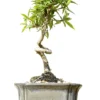 Coiled FICUS NERIOFOLIA Umbrella Bonsai Tree