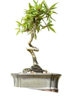 Coiled FICUS NERIOFOLIA Umbrella Bonsai Tree