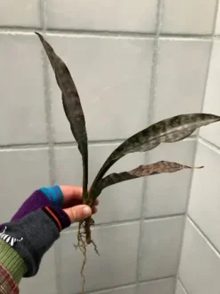 Coppertone Sansevieria Kirkii | Bareroot Snake Plant