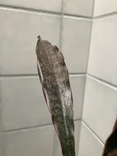 Coppertone Sansevieria Kirkii | Bareroot Snake Plant - Image 2