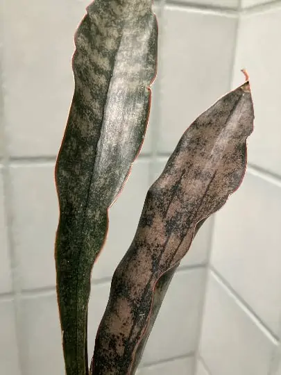 Coppertone Sansevieria Kirkii | Bareroot Snake Plant - Image 3