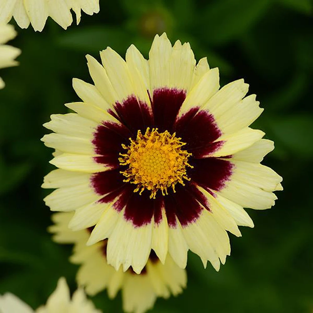 Up Tick Cream & Red Coreopsis -Tickseed - Perennial - Gallon Pot