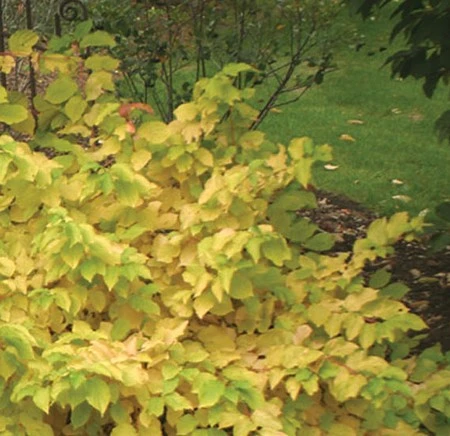 Arctic SunĀ® Cornus Sanguinea - Cato - Red Twig Dogwood- 4" Pot - Proven Winners - Image 4