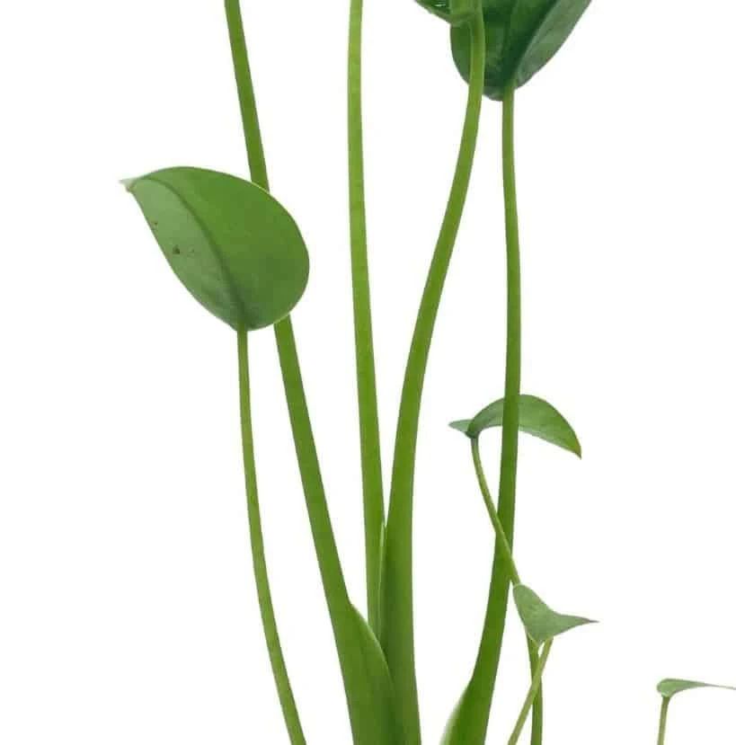 Alocasia 'Tiny Dancer' In A 4 Inch Pot, Very Filled - Image 5