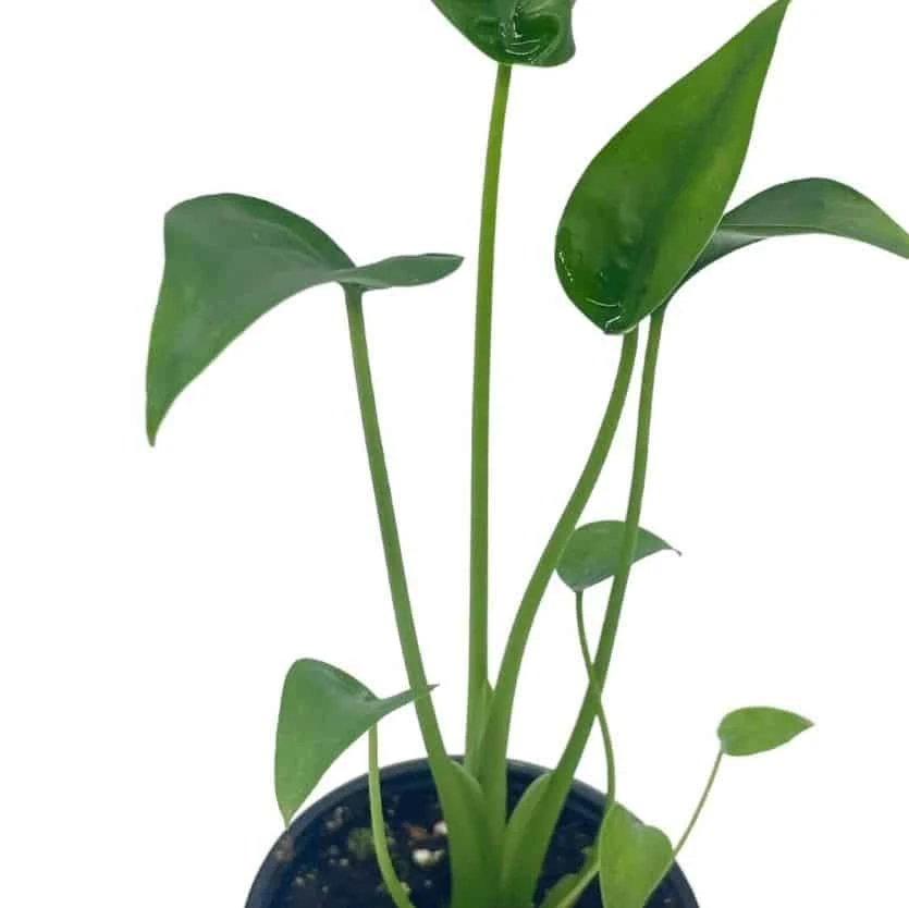 Alocasia 'Tiny Dancer' In A 4 Inch Pot, Very Filled - Image 6