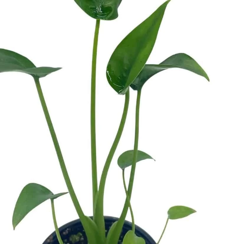 Alocasia 'Tiny Dancer' In A 4 Inch Pot, Very Filled - Image 7