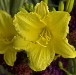 Happy Return Daylily