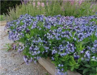 Blue Ice Amsonia Perennial - NEW! - Quart Pot - Image 2