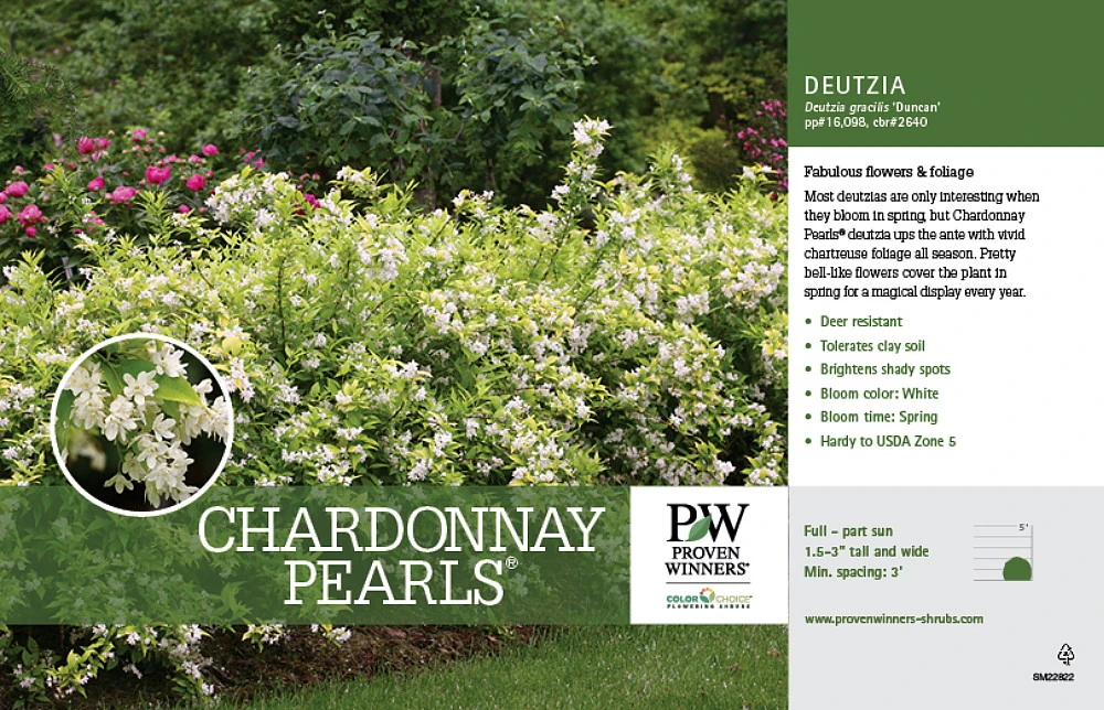 Chardonnay Pearls® Deutzia Gracilis 'Duncan' - 4" Pot - Proven Winners - Image 3