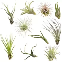 Air Plants Tillandsia Collection Of 10 Easy Houseplants