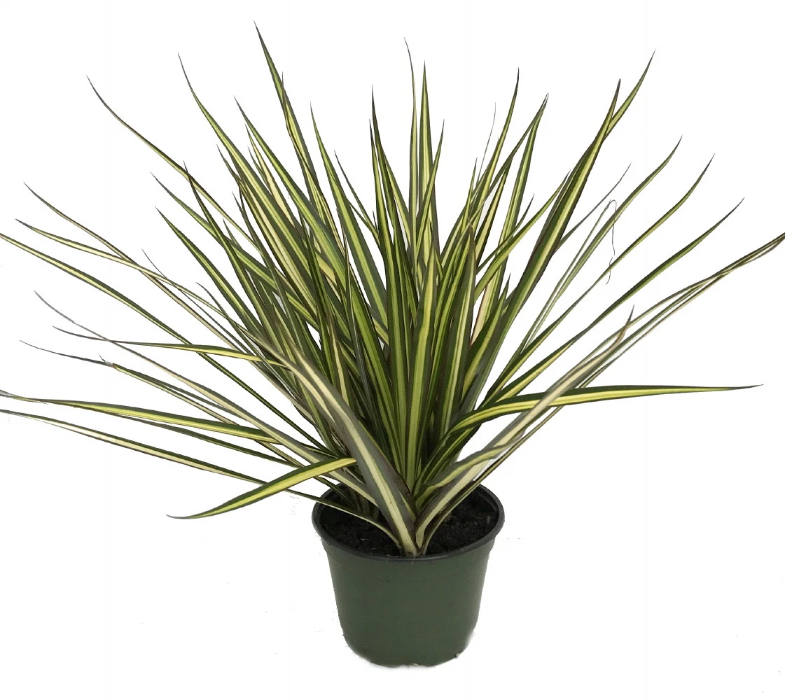 Kiwi Dragon Tree - Dracaena Marginata - Easy To Grow House Plant - 5" Pot - Image 2