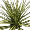 Kiwi Dragon Tree - Dracaena Marginata - Easy To Grow House Plant - 5" Pot