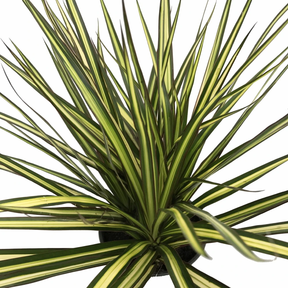 Kiwi Dragon Tree - Dracaena Marginata - Easy To Grow House Plant - 5" Pot
