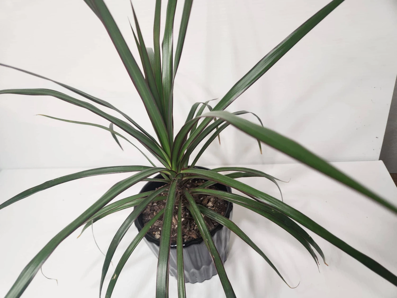 Dragon Tree In Black Ceramic Pot - Image 2