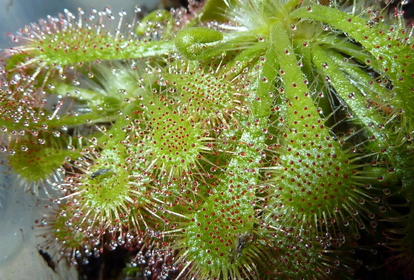 Spoonleaf Carnivorous Sundew Plant -Drosera Spathulata-2" Pot-Collector's Series - Image 8